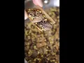 Download Lagu How to Make Garam Masala Spice Mix
