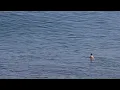 Download Lagu One Lucky Surfer (Opening Scene) - Uluwatu