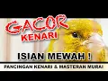 Download Lagu KENARI GACOR PANJANG ISIAN MEWAH - Guru Vocal Murai Batu #muraibatu #canarysinging #kenarigacor