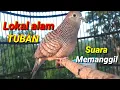 Download Lagu Perkutut Lokal TUBAN Gacor | Sangat ampuh untuk Pancingan || Turtle dove