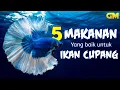 Download Lagu 5 Pakan Hidup untuk Ikan Cupang