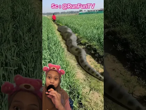 Dikejar Ular Raksasa, Akhirnya Tertangkap! 🐍😂 RunFunTV