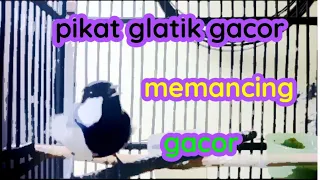 Download pikat glatik di pagi hari bikin yang lain pada gacor !!! MP3