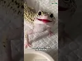 Download Lagu Leopard Gecko | Cutest Reptile Ever?