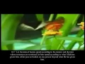 Download Lagu Surah At-Talaq 65 Mishary Rashed al-Efasy with english subtitles.