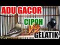 Download Lagu Adu Gacor : Sirtu / Cipoh vs Gelatik Batu / Wingko