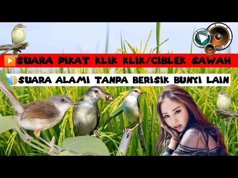 Download MP3 Suara pikat klik klik/ciblek sawah