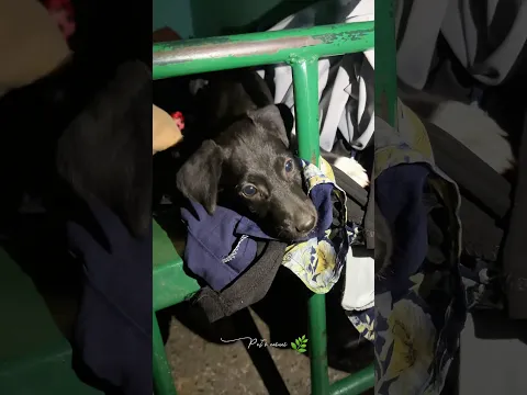 இரவு முழுக்க என்னை படாதபாடு படுத்திய நாய்க்குட்டி 😂#petsvlog #dogvideos #dogvideo #doglife #doglove