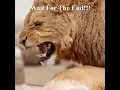 Download Lagu Lion Roaring \u0026 Squashing Lioness #mating#shorts