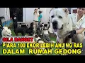 Download Lagu Gila Banget !!! Piara 100 Ekor Anjing Lebih Dalam 1 Rumah !!! - Genji Glory