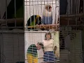 Download Lagu We took seriously this duet with parrots #dance