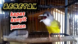 kapas kunyit gacor memancing lawan