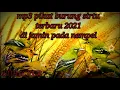 Download Lagu Suara pikat burung sirtu/cipoh terbaru 2021_mp3 pikat sirtu 100% ampuh