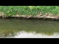 Download Lagu Openbaar water mijn zoon vangt koi karper openbaar water riviertje