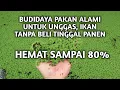 Download Lagu BUDIDAYA AZOLLA LEMNA DAN WOLFFIA