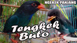 Download Suara Burung TENGKEK BUTO Gacor Durasi Panjang | Masteran Burung Sang Juara🏆 MP3