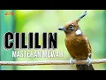 Download Lagu CILILIN GACOR MASTERAN WAJIB BURUNG KICAU