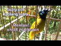 Download Lagu SUARA ASLI KUTILANG SUTRA,, COCOK UNTUK PANCINGAN