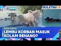 Download Lagu AIDILADHA | Ragam Lembu Korban Cuit Hati Warganet