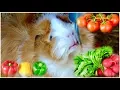 Guinea Pig Safe Vegetables