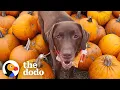 This Chocolate Lab And His Emotional Support Pumpkin The Dodo