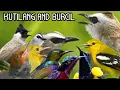 Download Lagu Suara Pikat Burung Kecil#Kutilang Dan Burcil