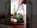 Download Lagu Make a miniature terrarium with me #shorts