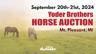 Driving of Sale Horses - 2024 Yoder Brothers Horse Auction