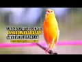 Download Lagu #149 Masteran Suara Burung Kenari Gacor Panjang cuit cuit Ngerol untuk Pancingan Kenari! S2