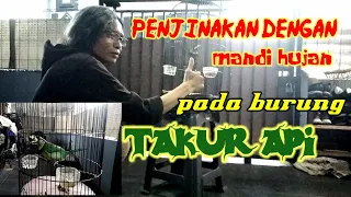 terapi hujan dalam penjinakan burung takur api iwanking