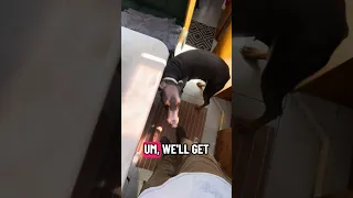 https://amzn.to/4c4No5A  #fyp #dream #youtube #doberman #pets