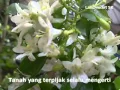 Hati Seteguh Karang - Jamal Mirdad