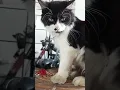 Download Lagu Cantik tapi jutek 😹 #fyp #kucing #lucu #cantik #jutek #cat #funny #feedshorts #videoviral