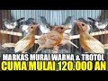 Download Lagu INI GILA ! PULUHAN MURAI BLOROK \u0026 TROTOL SUPER KIRIMAN PETERNAK PANGANDARAN DIJUAL MULAI 120 RIBUAN