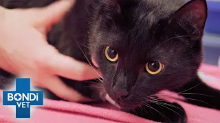 Cat Rushed To Vet After Playing With Deadly Brown Snake | Bondi Vet