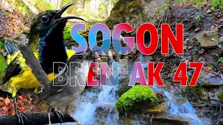 masteran sogon juara 2026 tembakan cigun brem ak 47 ciblek gunung paling dicari