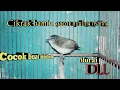 Download Lagu cikrak bambu gacor nyuling