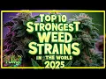 TOP 10 STRONGEST WEED STRAINS IN THE WORLD RIGHT NOW FUNGI Co News