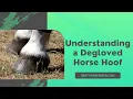 Understanding a Degloved Horse Hoof Without Cap