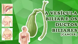 A vesícula biliar e os ductos biliares
