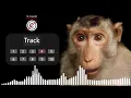 Lagu Monkey sound effects with no copyright, animals sounds