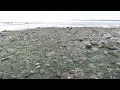 Discovery Park in Seattle - low tide