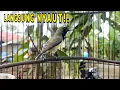 Download Lagu Cuit Cuit Crecet Crecett Pancingan Sogon Mudah Emosi‼️Burung Bahan Pasti Nyaut Nembak !