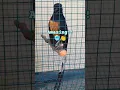 Download Lagu Inilah juara sepanjang masa kontes kicau burung murai!! Bernyanyi dari hati!