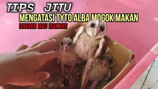 Download Cara mengatasi anakan tyto alba yang mogok makan atau baru dapat | #tytoalba #owl MP3