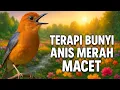 Download Lagu Terapi burung anis merah macet bunyi‼️ 