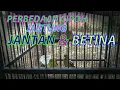 Download Lagu Perbedaan cipoh jantung jantan \u0026 betina
