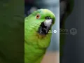 “Parrot Roasting Police Officers 😂 Funniest Parrot Clip Ever. #funnyshorts #comedyshorts #parrot