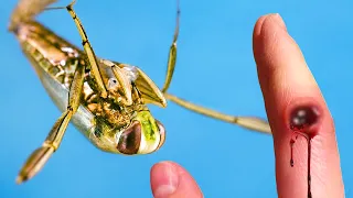 ПОДВОДНАЯ ПЧЕЛА Мой Новый Питомец! Гладыш Опаснее, Чем Я Думал!
