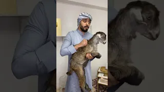 العيلة الاردنية و خروف العيد 